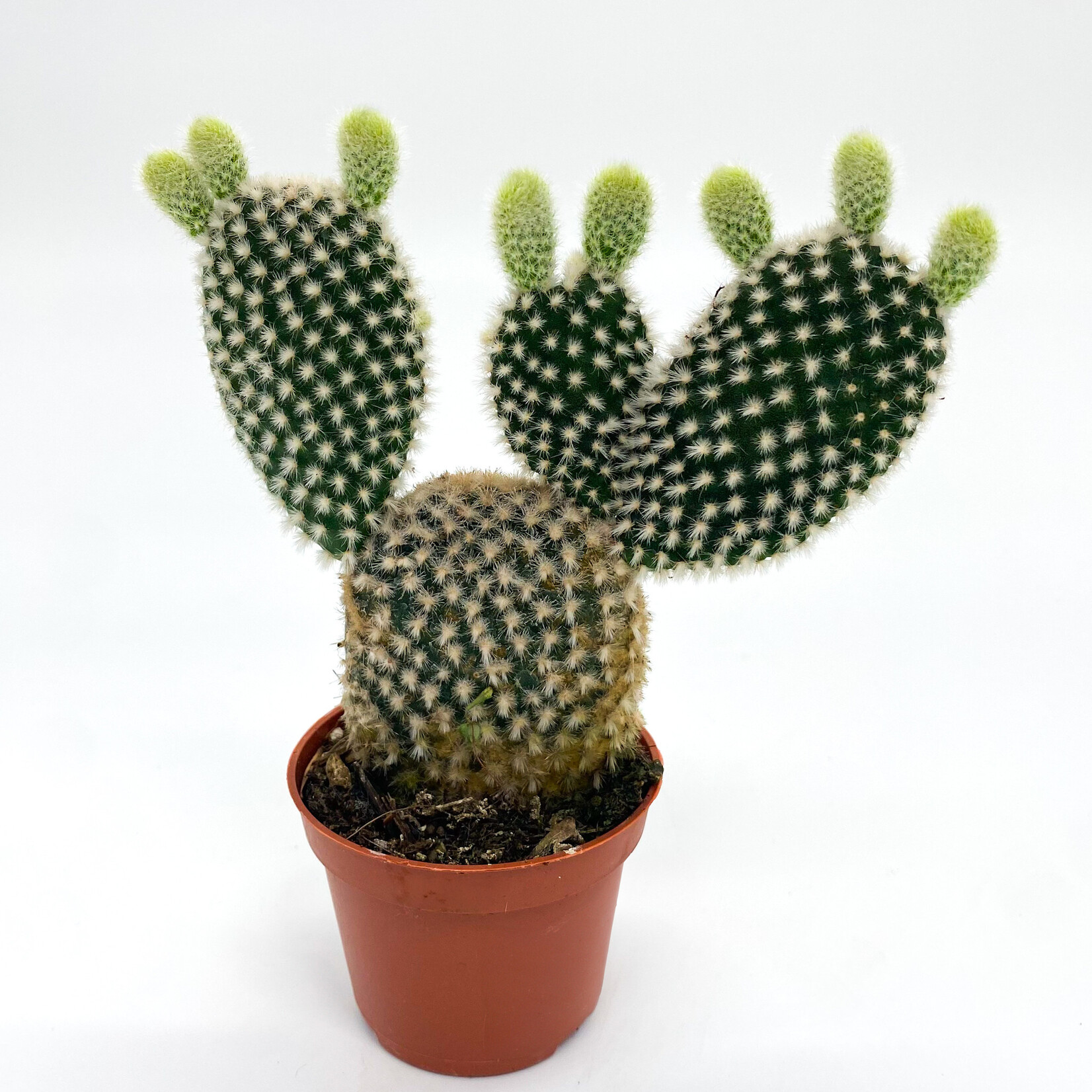 Cactus Opuntia, Prickly Pear 2 in