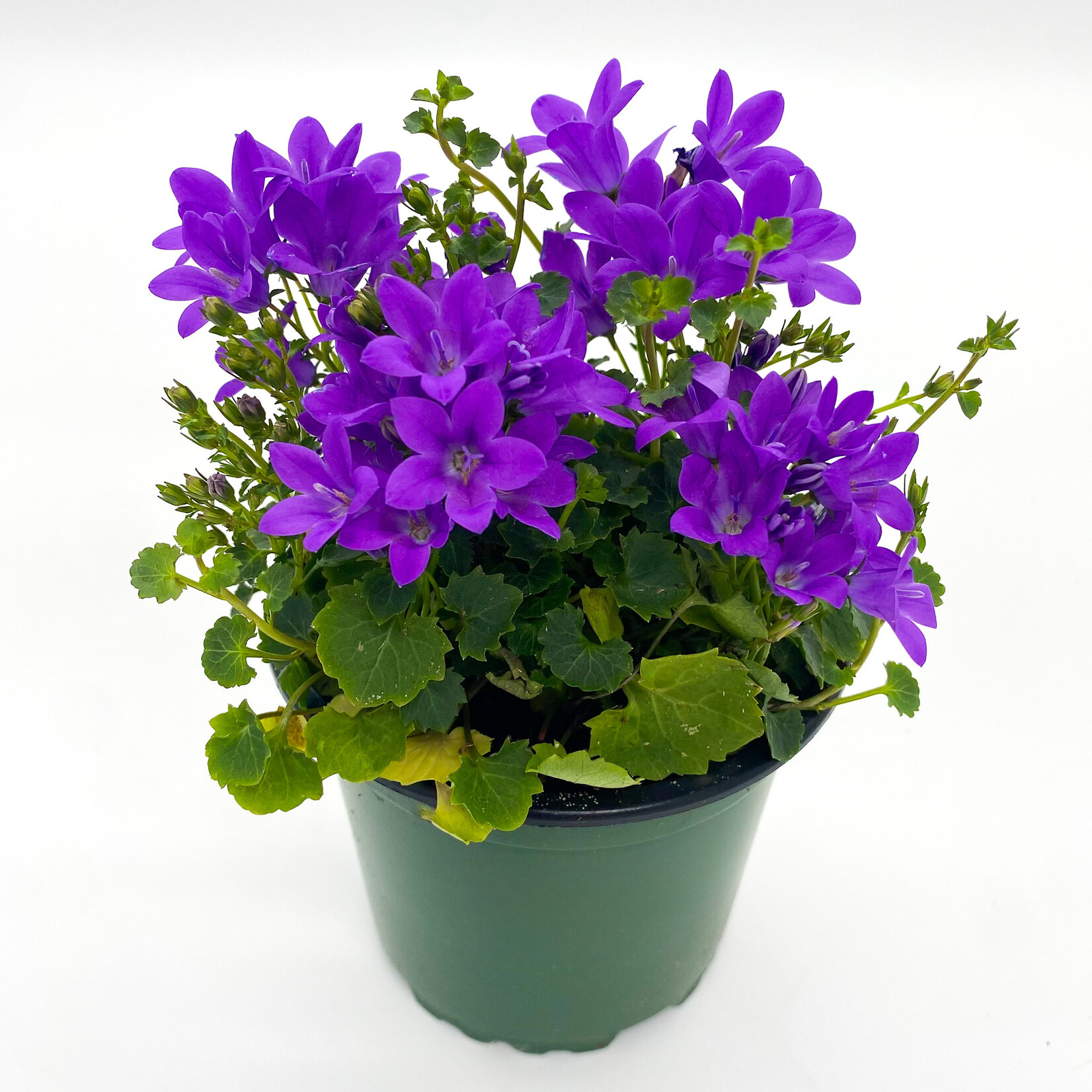 Campanula, Bellflower 4 in