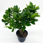 Gardenia, 4 in
