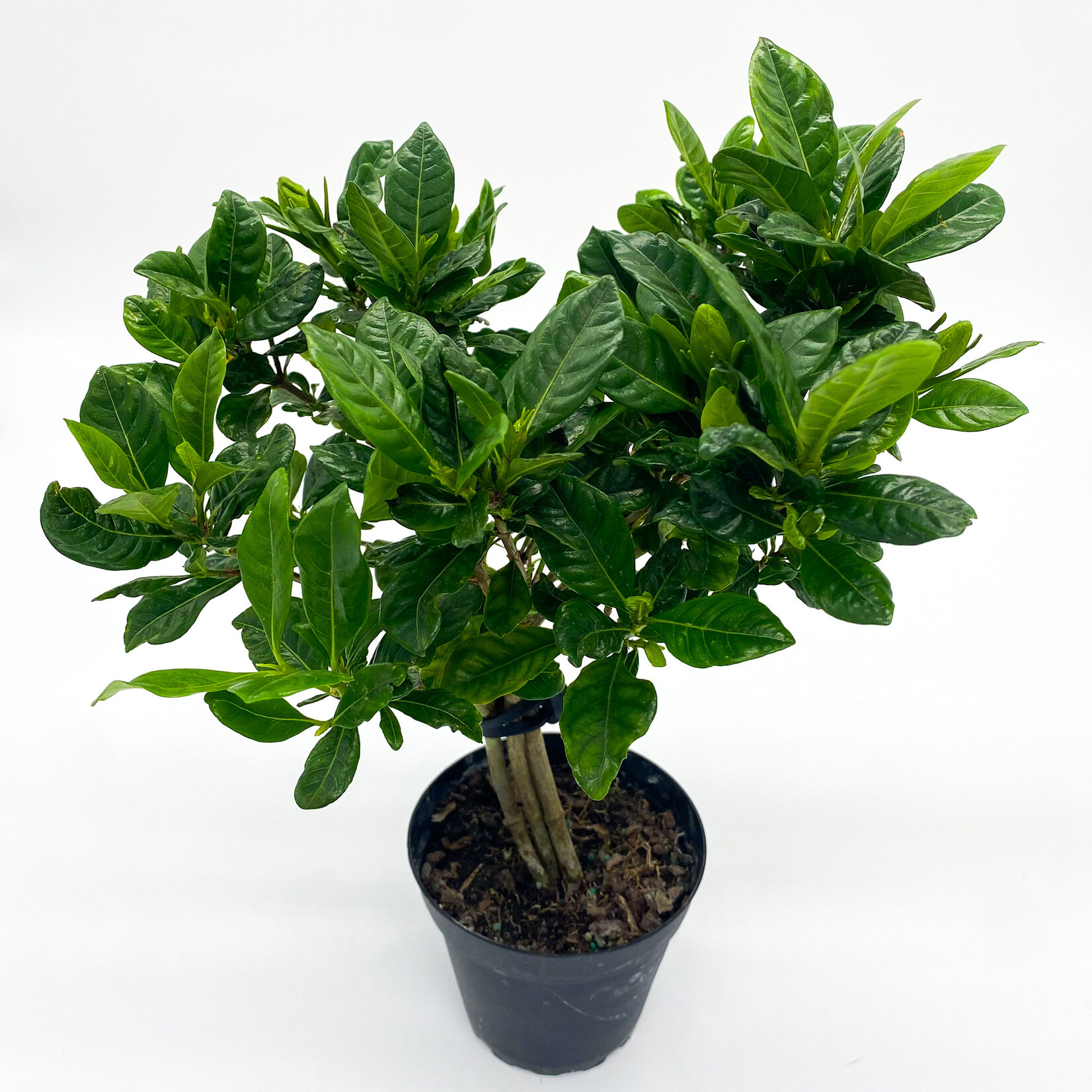 Gardenia, 4 in
