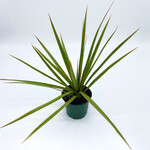 Dracaena, Colorama 4 in