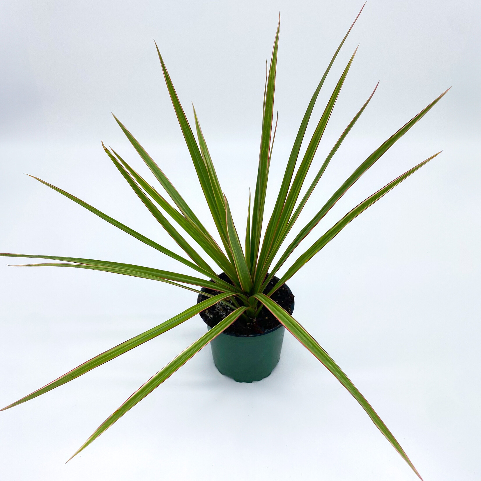 Dracaena, Colorama 4 in