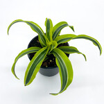 Dracaena Warneckii, 4 in