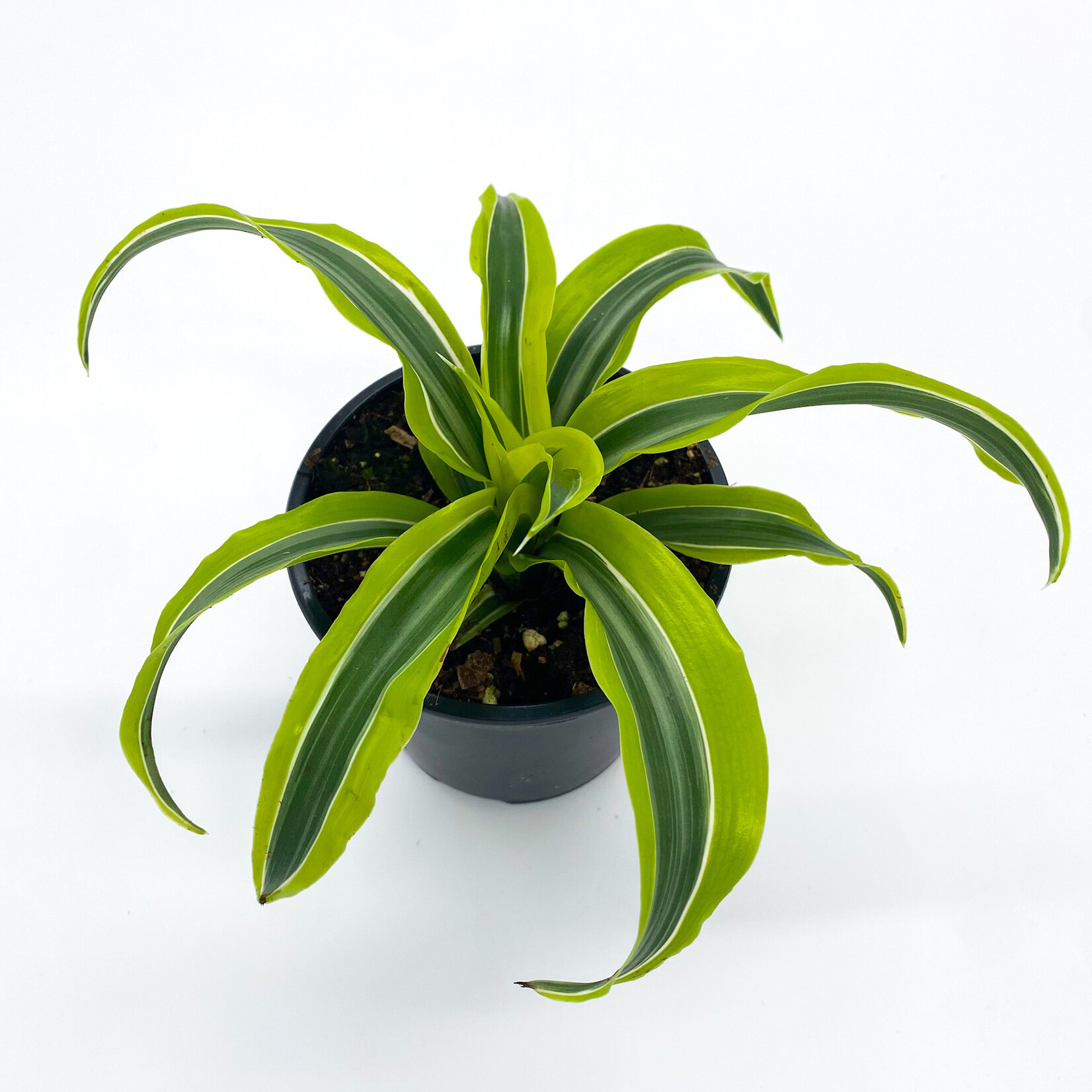 Dracaena Warneckii, 4 in