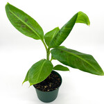 Banana, Dwarf Cavendish 6 in