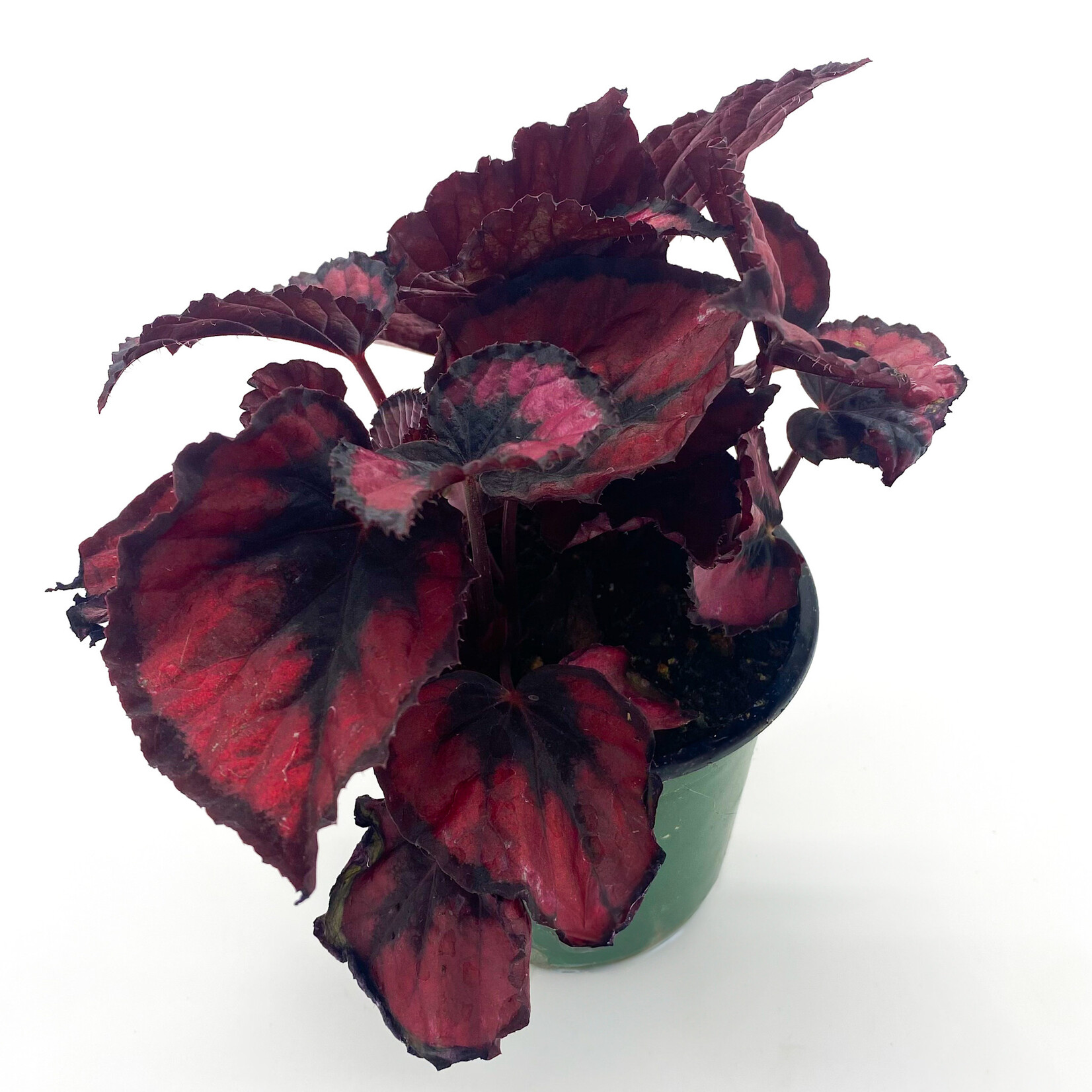 Begonia Rex, 4 in