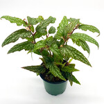 Begonia, Pink Angel Wing 4 in