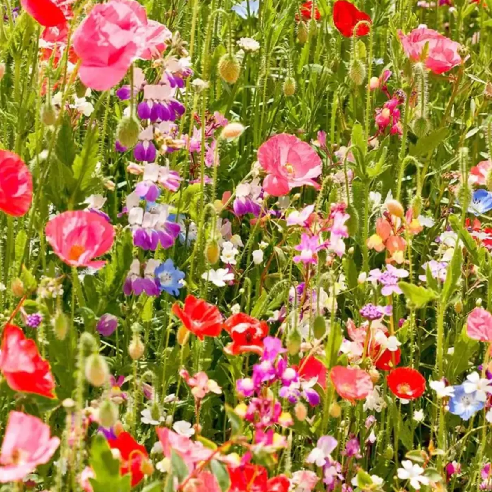 Seeds, Wildflowers Partial Shade Blend (West Coast Seeds)