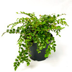 Fern, Button 6 in