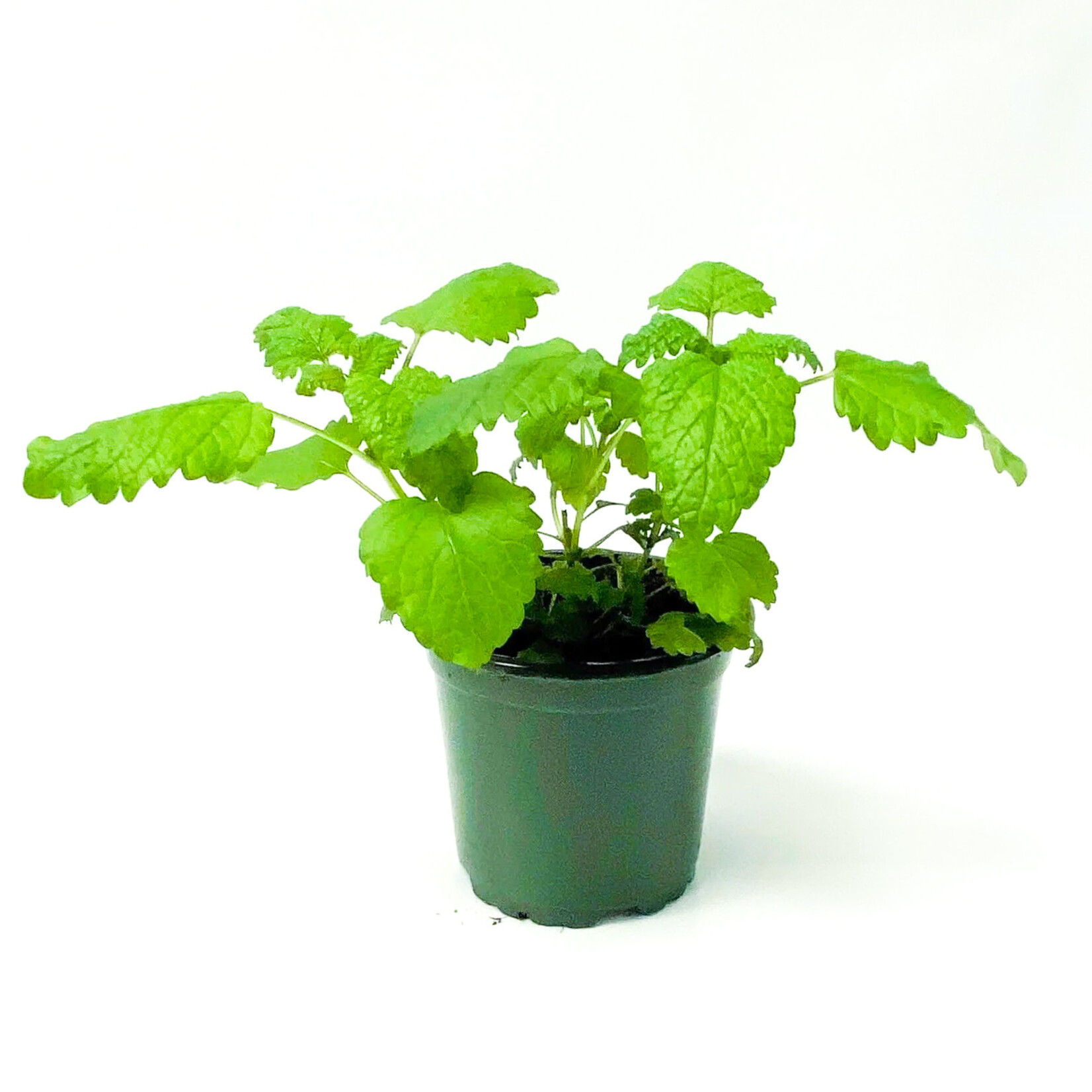 Herb, Mint Lemon Balm 4 in