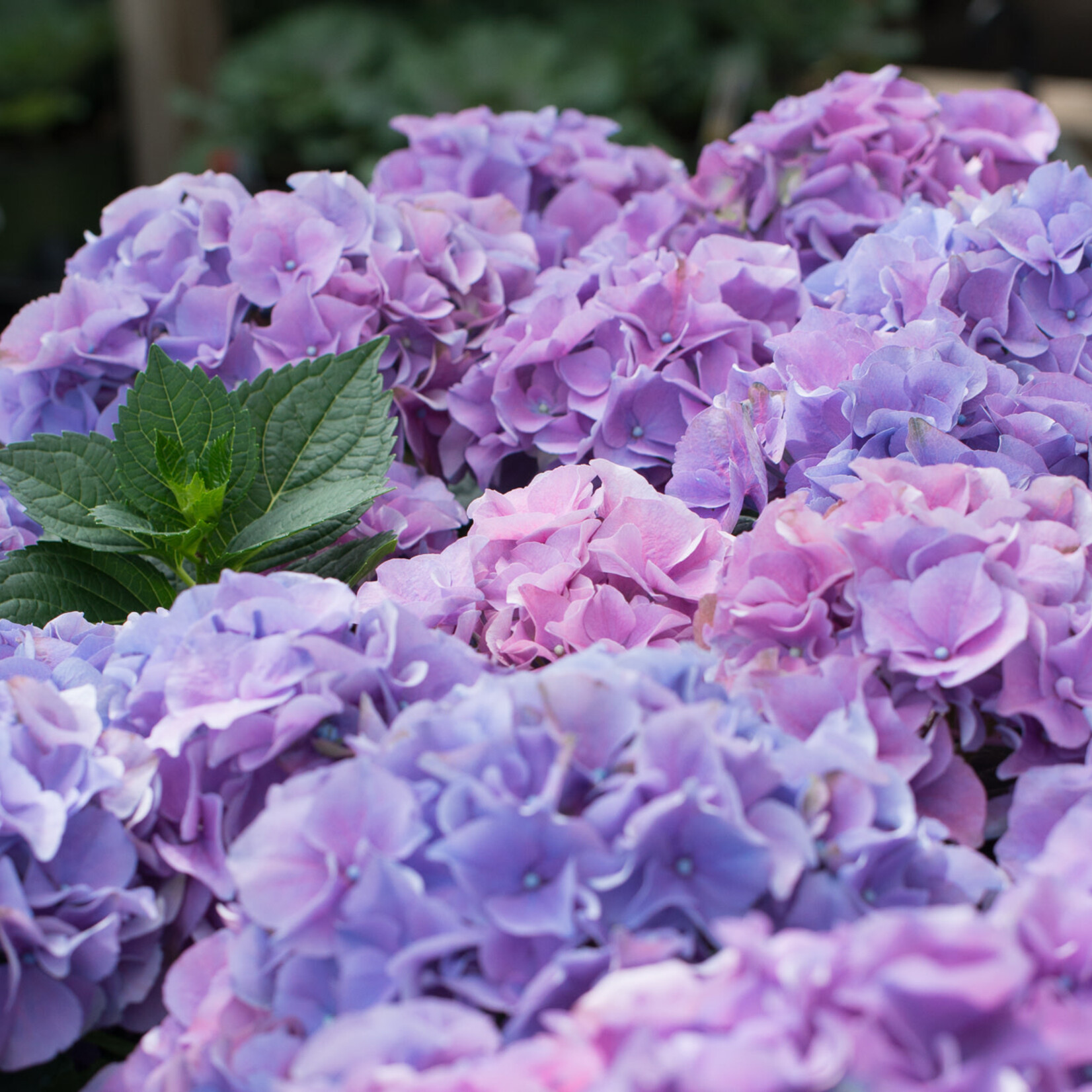Hydrangea, Asst 6 in
