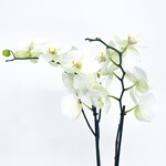 Phalaenopsis, White Waterfall 2-Stem 6 in