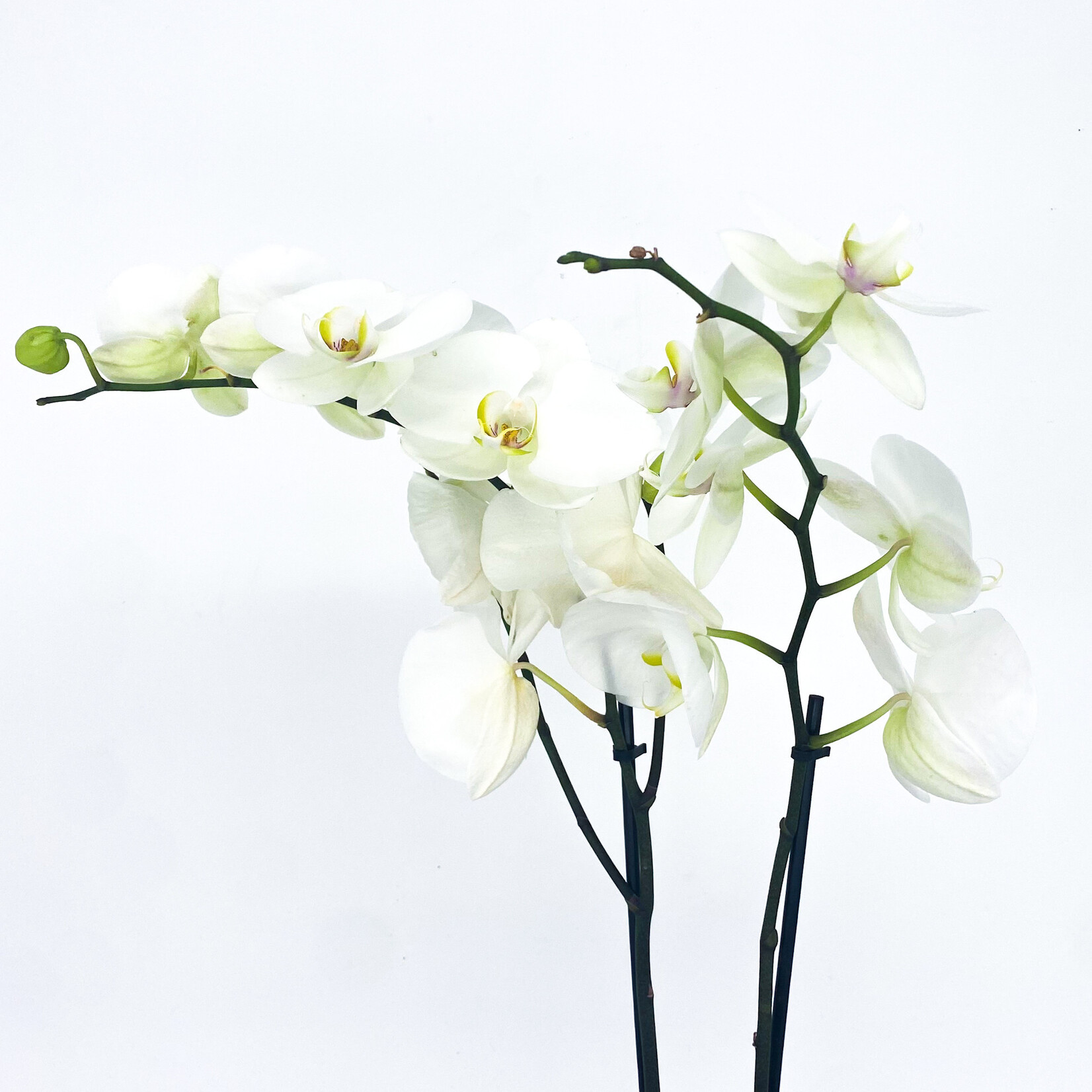 Phalaenopsis, White Waterfall 2-Stem 6 in