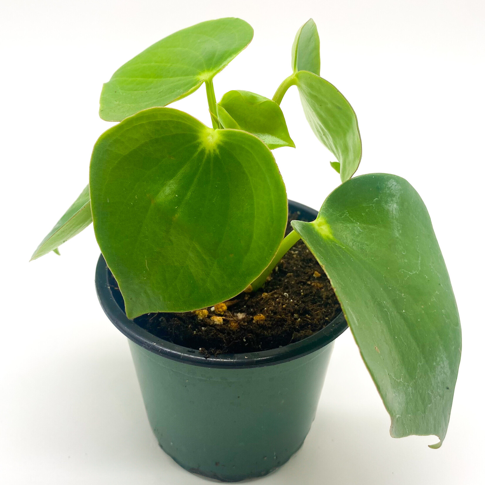 Peperomia, Raindrop 4 in
