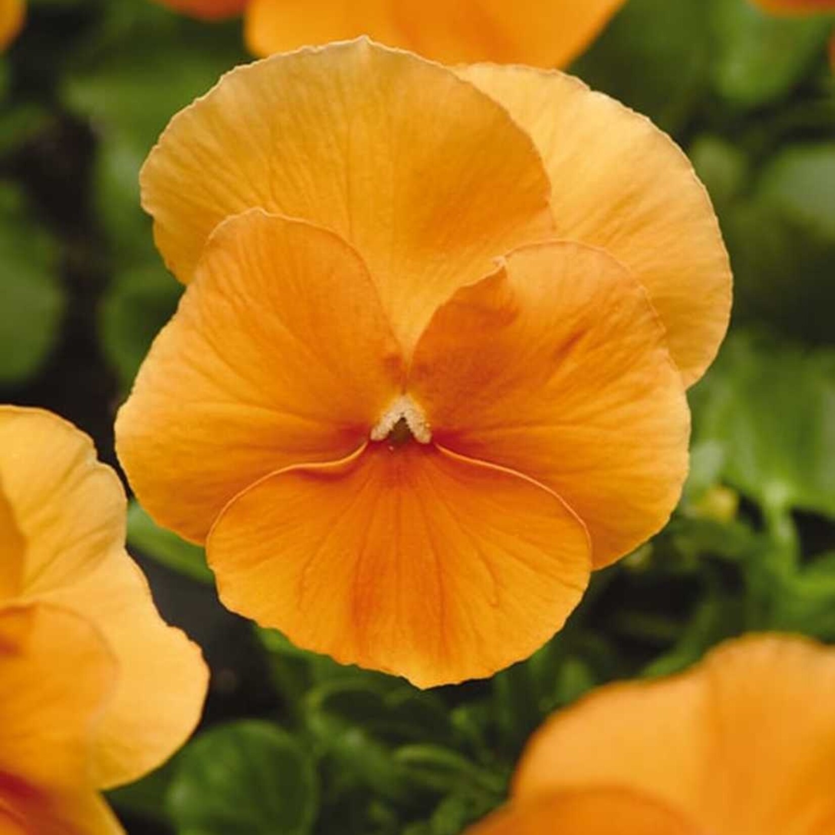 Pansy, Matrix Orange 3 in