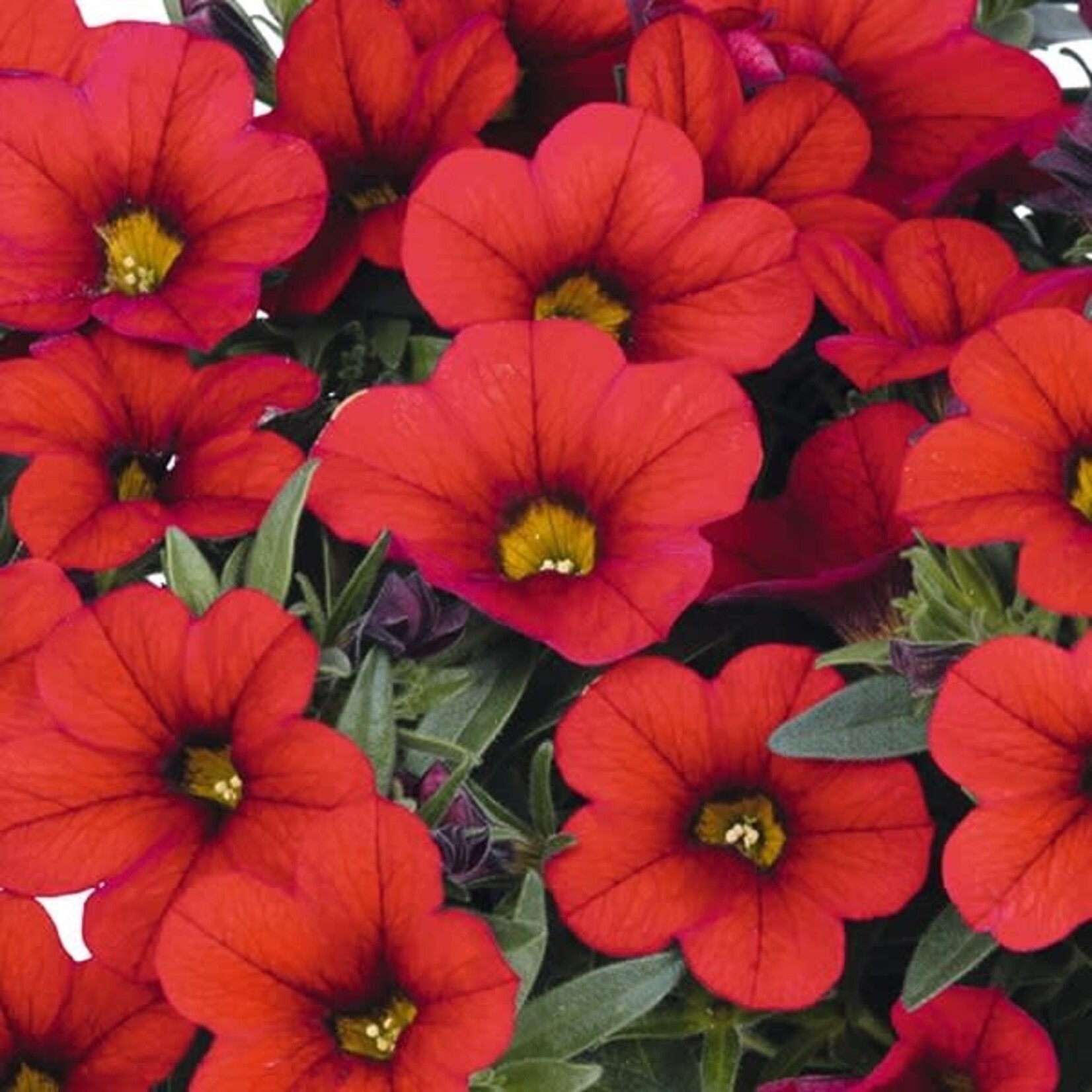 Calibrachoa, Aloha Nani Fire Red 3in
