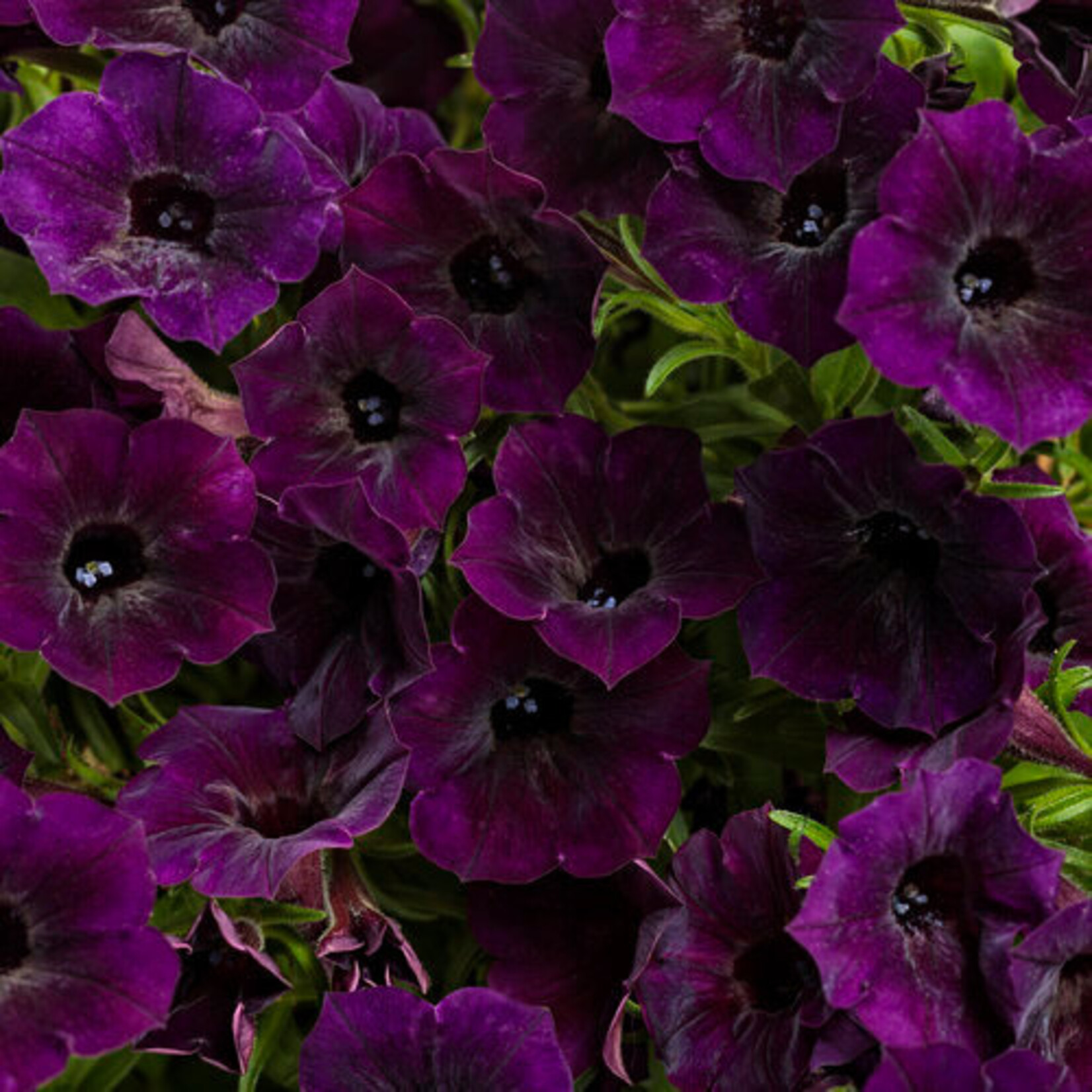 Petunia, Supertunia Mini Vista Midnight 3 in