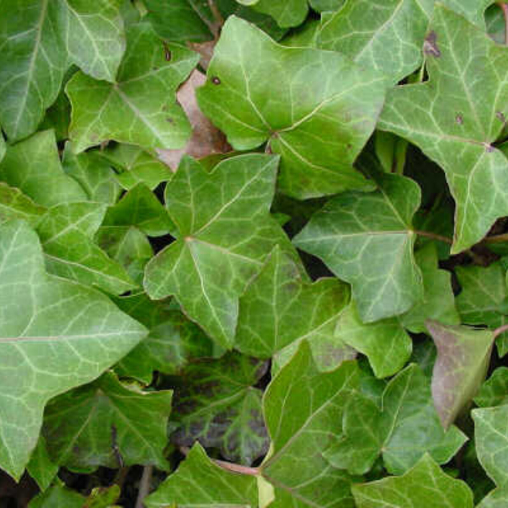 Hedera, English Common Ivy 4 in