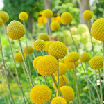 Craspedia, Drumstick Flower Golf Beauty 4 in