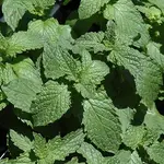 Herb, Mint Mojito 4 in