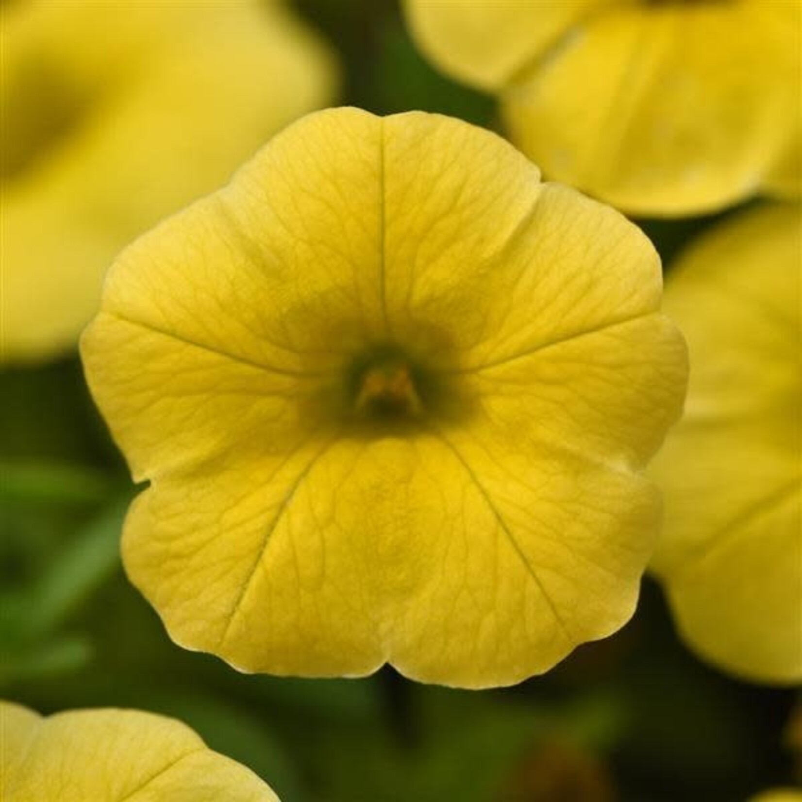 Calibrachoa, Conga Yellow 4 in