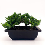 Bonsai, Japanese Juniper 5 in