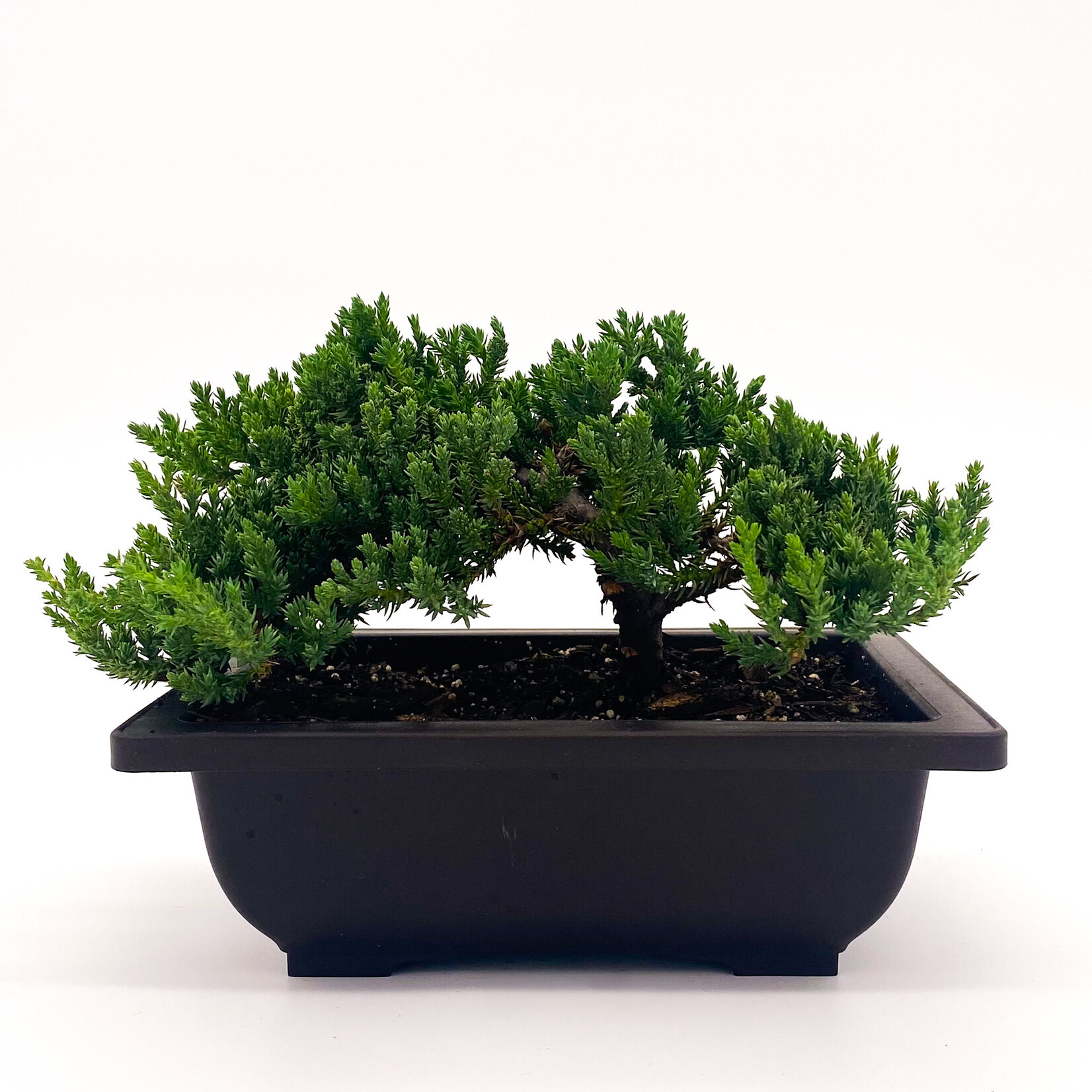 Bonsai, Japanese Juniper 5 in