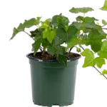Hedera, German Green Ivy 4 in