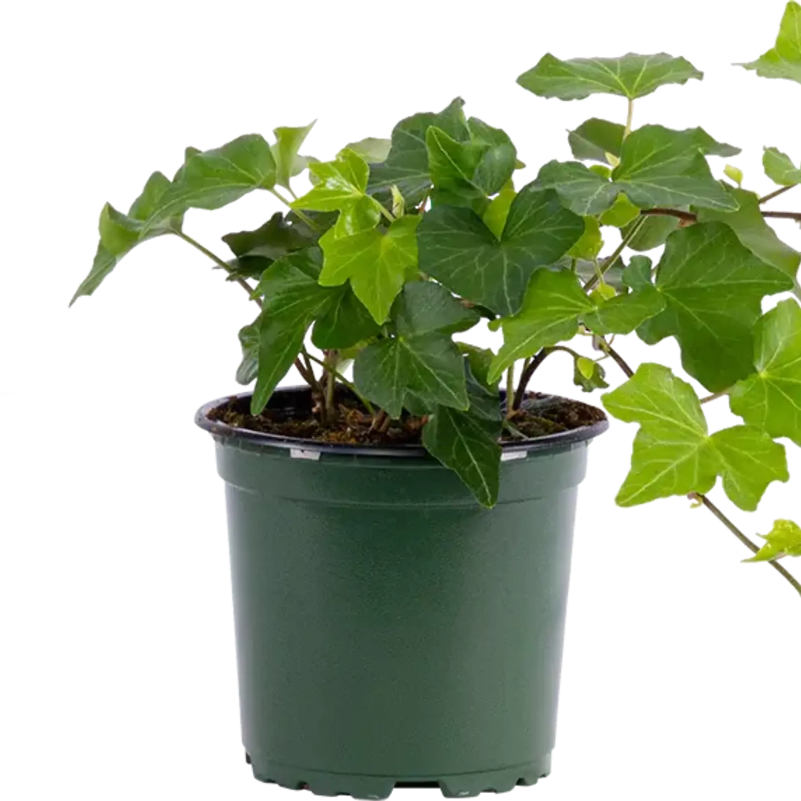 Hedera, German Green Ivy 4 in
