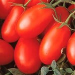 Tomato, La Roma IV Red 4 in