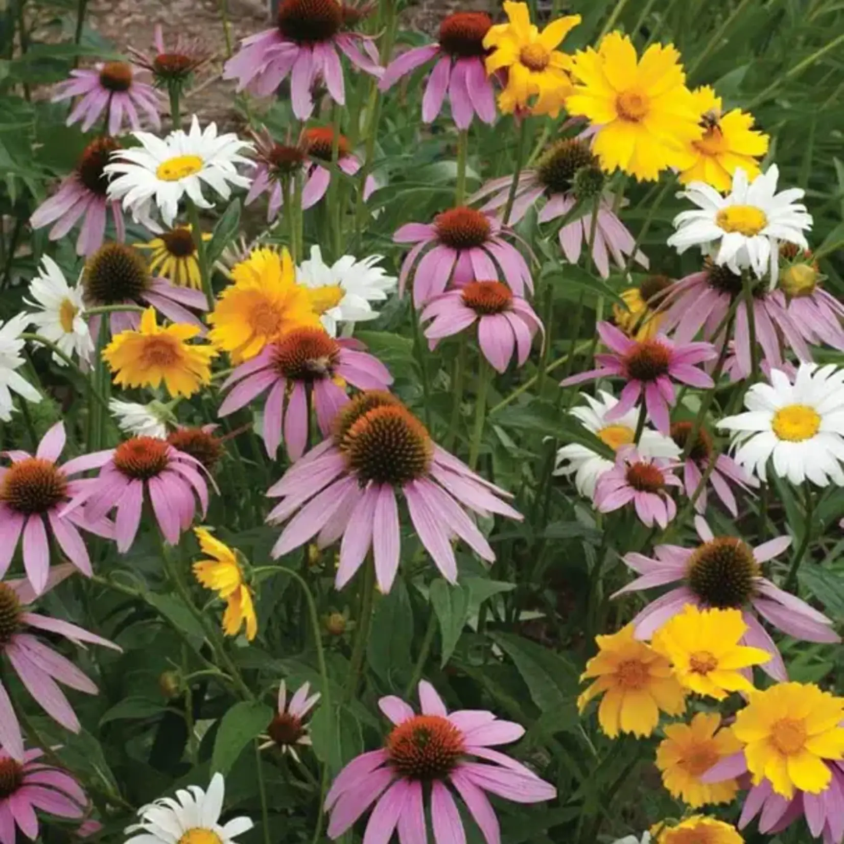 Seeds, Wildflowers Perennial Blend (West Coast Seeds)
