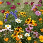 Seeds, Wildflowers Cut Flower Blend (West Coast Seeds)