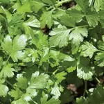 Seeds, Cilantro Santo Monogerm (West Coast Seeds)