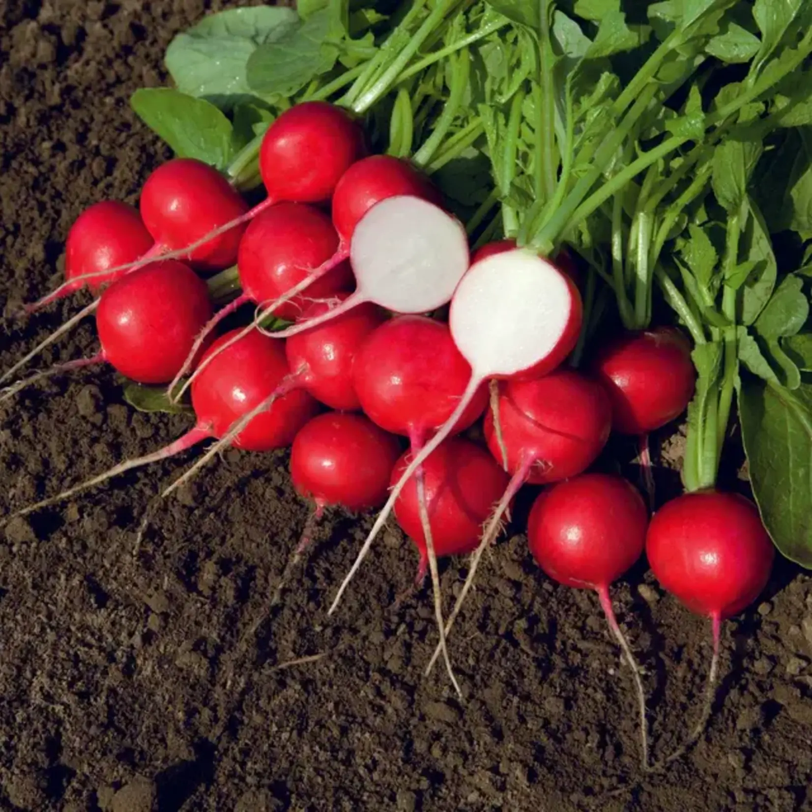 Seeds, Radish Rover F1 (West Coast Seeds)