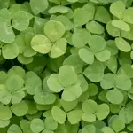 Seeds, Microclover Pelleted Bulk (West Coast Seeds)