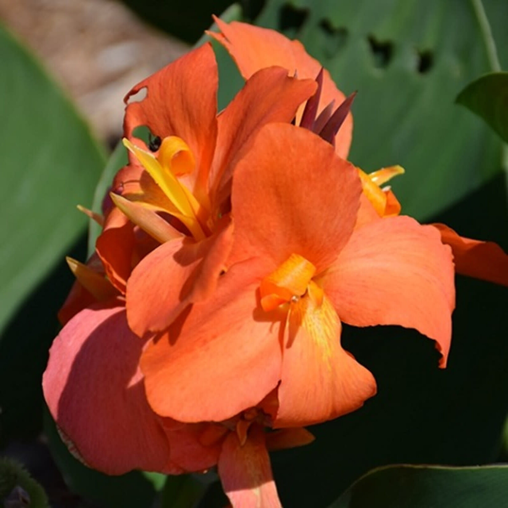 Canna, Cannova Bronze Orange 6 in