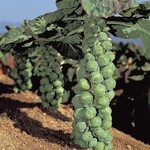 Brussels Sprouts, Jade Cross 4 in