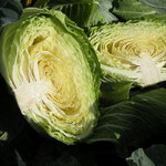 Cabbage, Big Flat Head 4 in