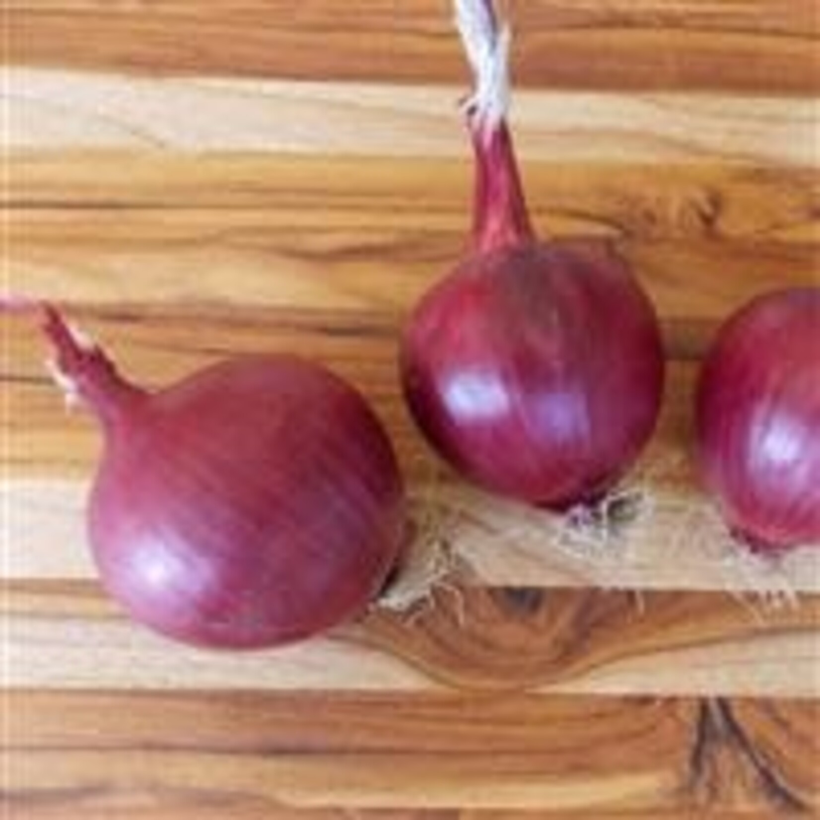 Onion, Red Carpet 4 in