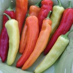 Pepper, Hungarian Wax 4 in