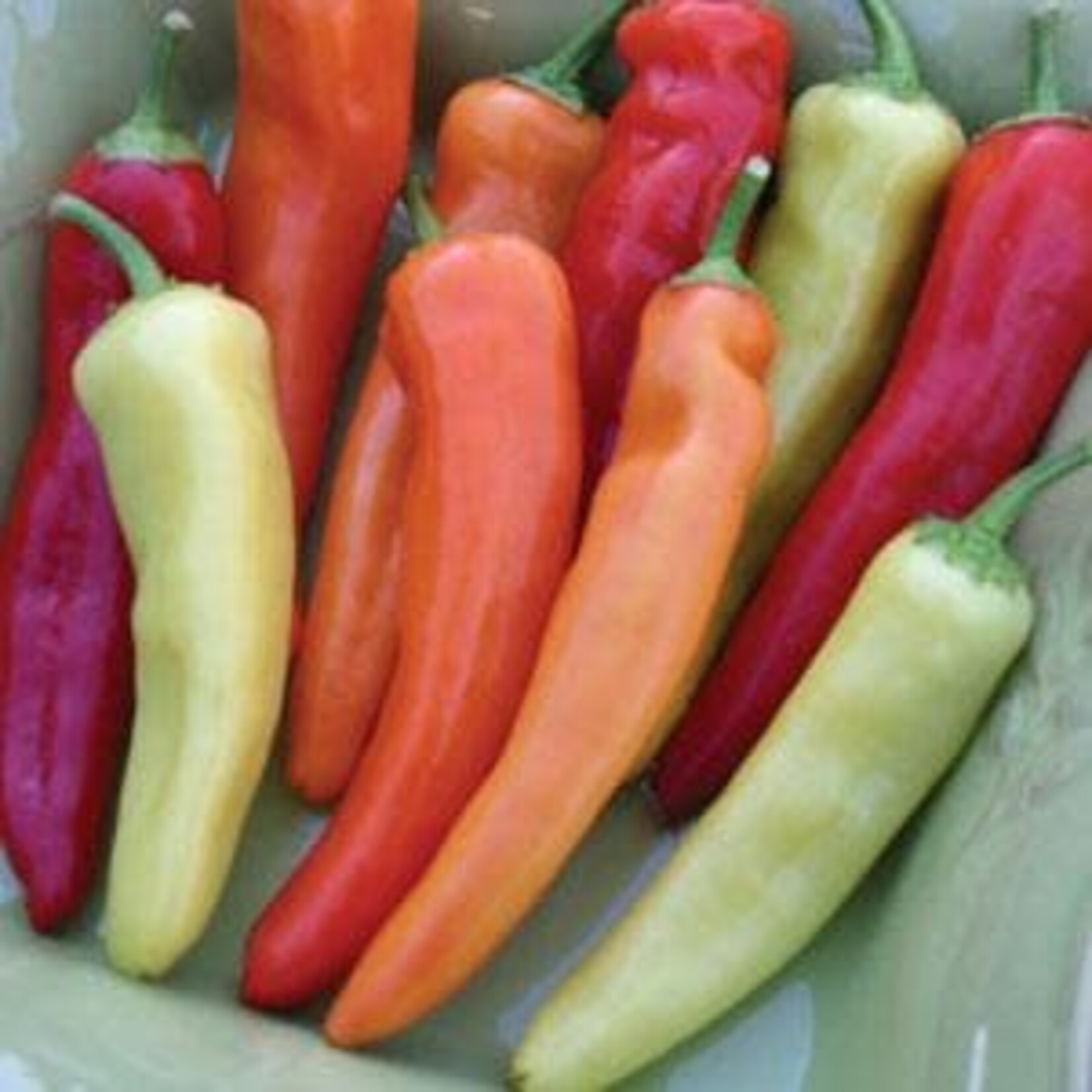 Pepper, Hungarian Wax 4 in