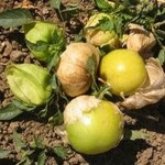 Tomatillo, Grande Rio Verde 4 in