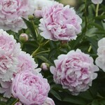Peony, Sarah Bernhardt 2G