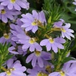 Scaevola, Bondi Blue 4 in