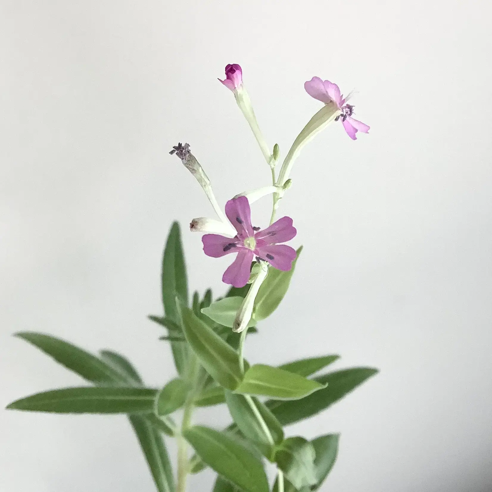 Card, Plantable, Happy Birthday