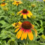 Echinacea, Sunseekers Tequila Sunrise 1G