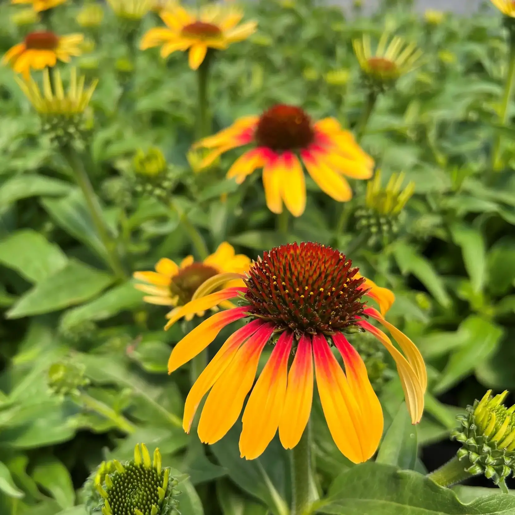 Echinacea, Sunseekers Tequila Sunrise 1G