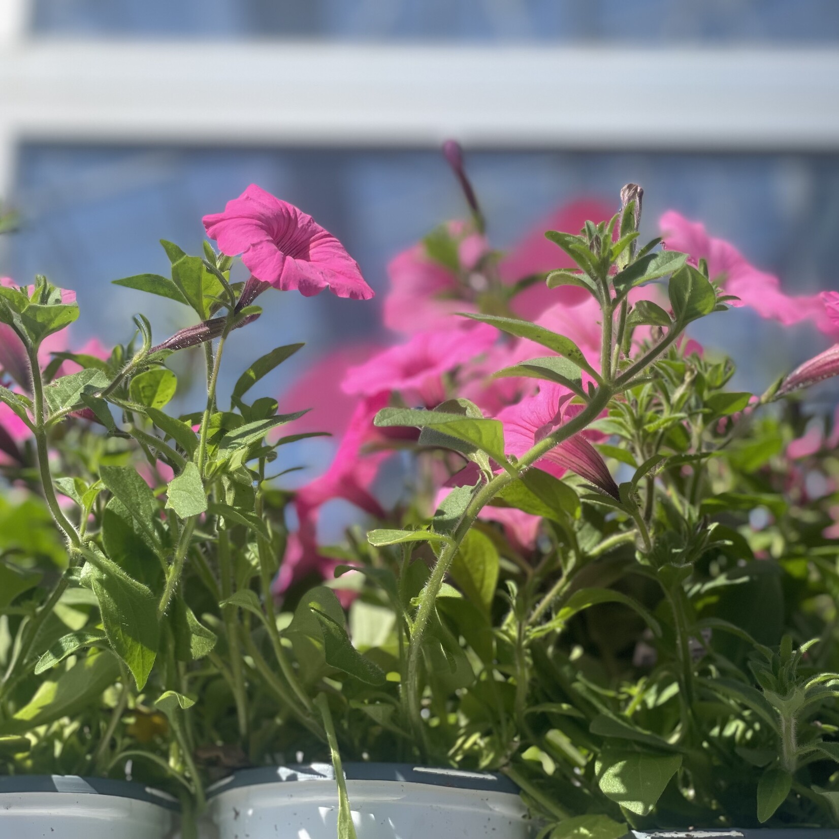 Basket, 12in Petunia Pink Purple