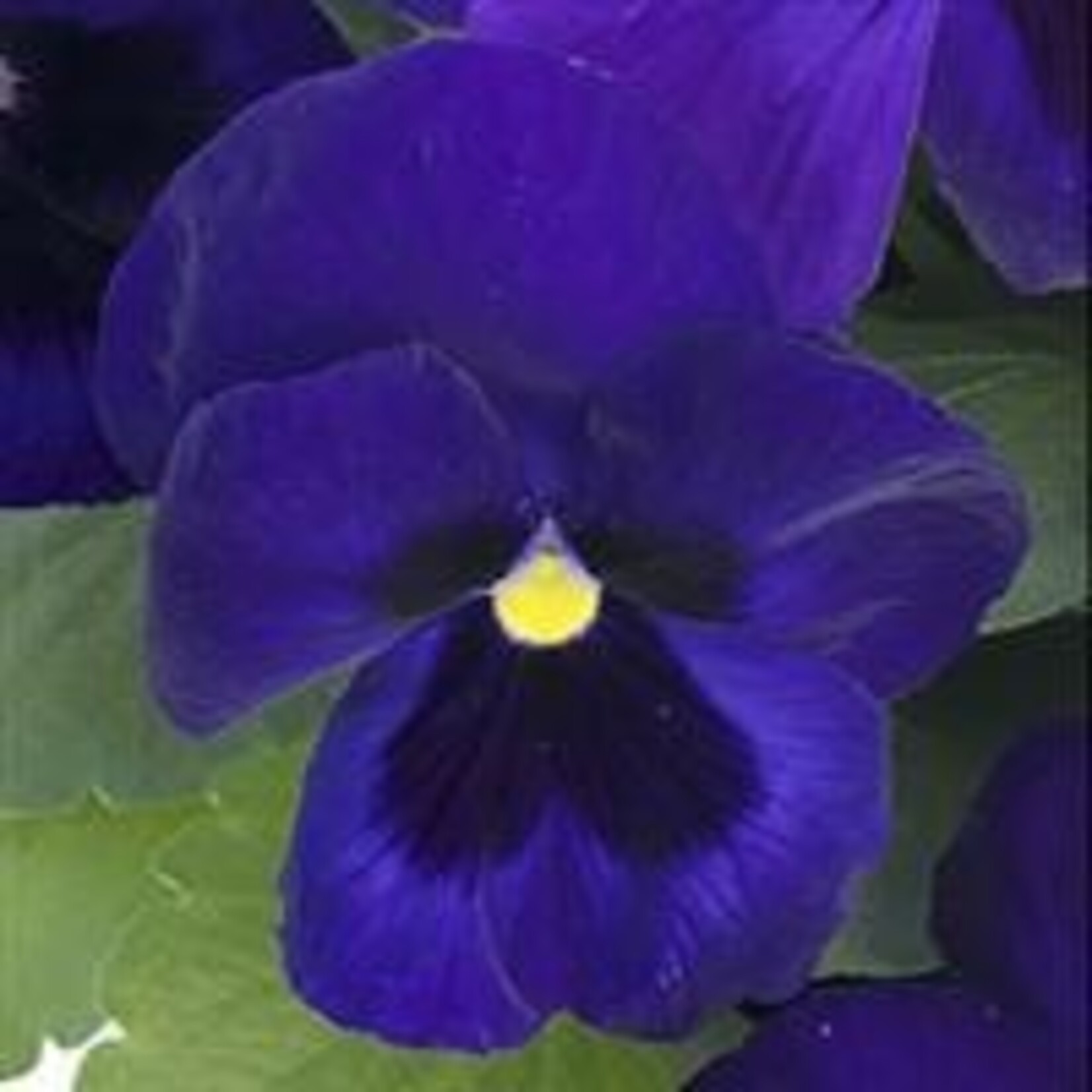 Basket, 12 in Pansy Asst.