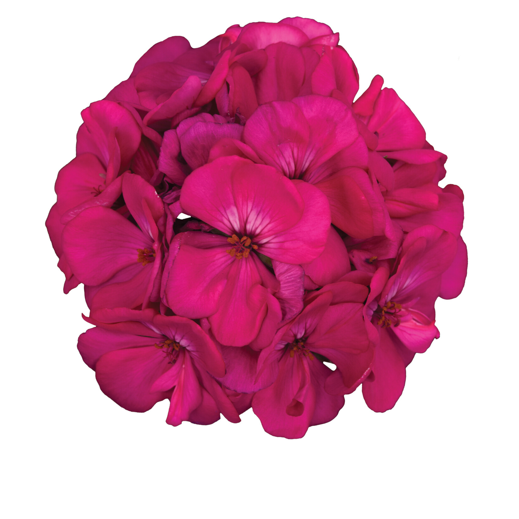 Geranium, Ivy Royal Purple 6 in